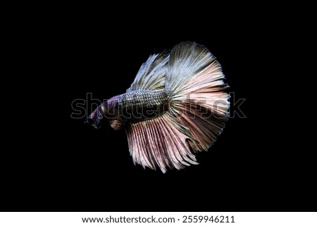 Green Copper Betta Fish, Siamese fighting fish Half Moon with isolated black background