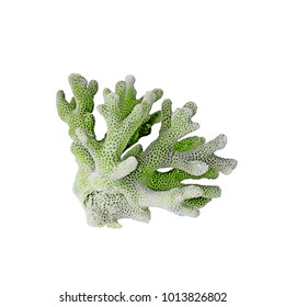 Green Coral Isolated On White Background 