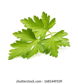 Green Coriander Leaf On A White Background