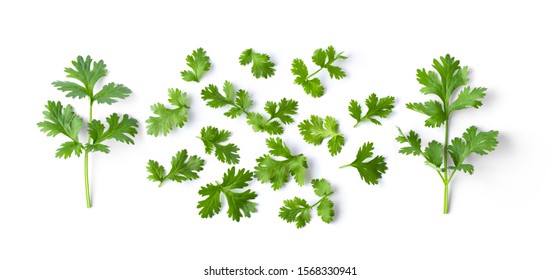 Green coriander leaves close-up, isolation on a white background. top view - Powered by Shutterstock