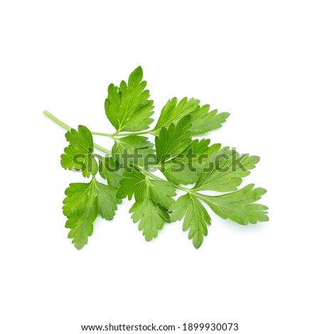 green coriander leaves on a white background