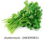 Green Coriander.A close-up photo of a bunch of fresh cilantro leaves. The cilantro is bright green and has serrated leaves. The stems are bundled together at the base.