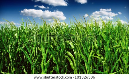 Similar – Image, Stock Photo agriculture Close-up