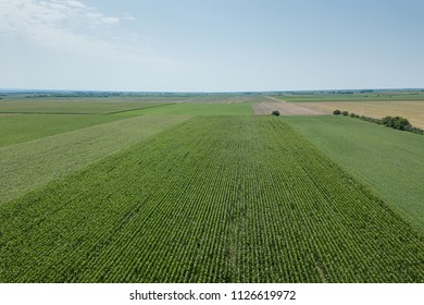 Green Corn Field Aerial, Corn Field Aerial.