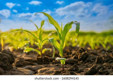 147,587 Maize Plant Images, Stock Photos & Vectors 