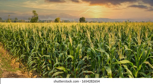green corn field in agricultural garden and light shines sunset in the evening Mountain background. Thailand