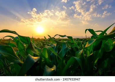 Green Corn Field In Agricultural Garden And Light Shines Sunset