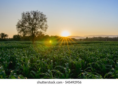 green corn field in agricultural garden and backlit light shines at sunset - Shutterstock ID 545492956