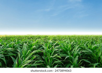 Green corn field with blue sky background - Powered by Shutterstock