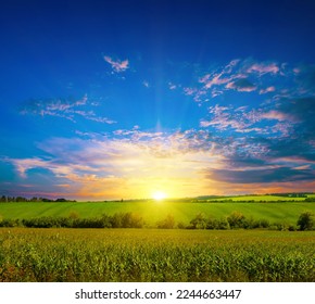 Green corn field and bright sunset. - Shutterstock ID 2244663447