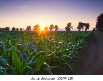 Green Corn Field At Sunset