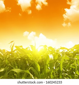 Green Corn Field And Sunset.