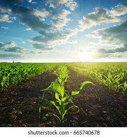 Green Corn Field In The Sunset.