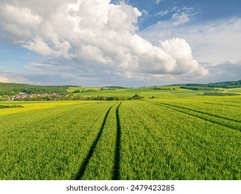 Green corn fields under the blue sky with the big white cloud in spring