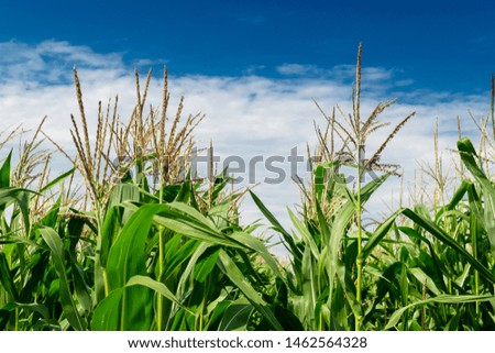 Similar – Image, Stock Photo maize field Landscape Sky