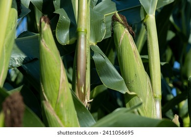 green corn with large ears before ripening, tall green corn in the summer in the field