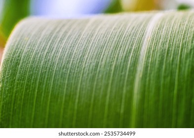 Green corn leaf background close up on field