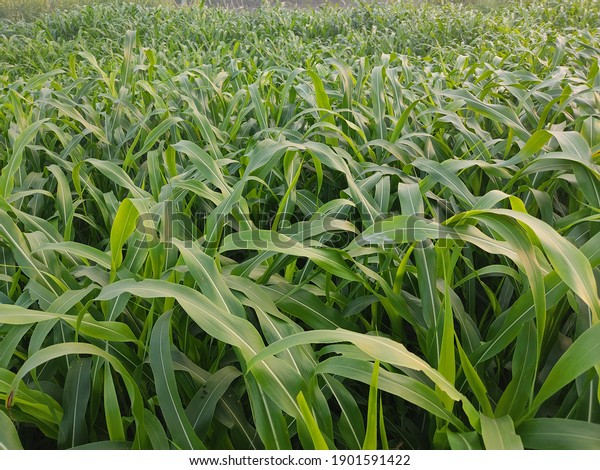 green corn leaf.\
corn field for background texture. Green corn maize field.Corn cob\
with green leaves growth.