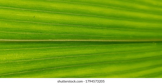 Green Corn Leaf In Sunlight (bottom View, Texture).
