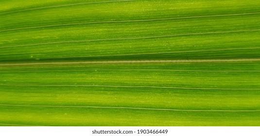 Green Corn Leaf In Sunlight (texture).