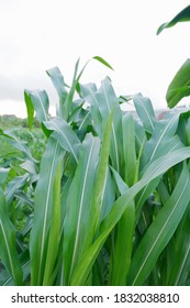 Green Corn Leaf Texture Background In Field. Agricultural Concept