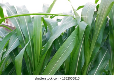 Green Corn Leaf Texture Background In Field. Agricultural Concept