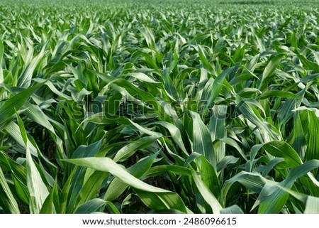 Similar – Image, Stock Photo Cornfield Background