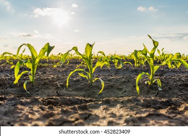 Green corn maize field in early stage - Shutterstock ID 452823409