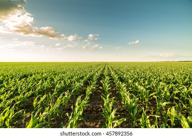 Green Corn Maize Field In Early Stage
