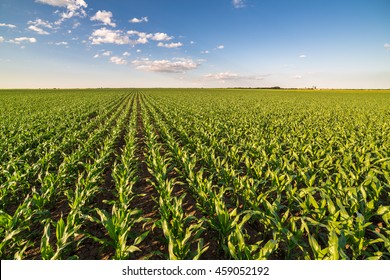 211,551 Corn field sky Images, Stock Photos & Vectors | Shutterstock