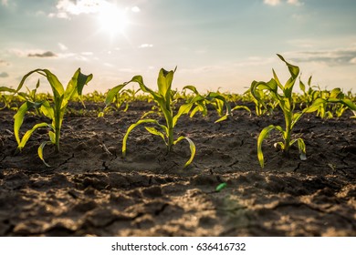 Green corn maize field in early stage - Shutterstock ID 636416732