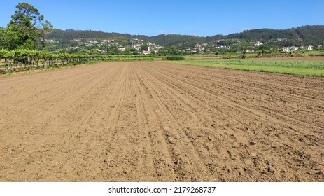 Green corn maize field in early-stage (Leaf Stages (Vn)). Corn agriculture in Lamelas, Portugal. Green nature. Rural field on farmland in spring.