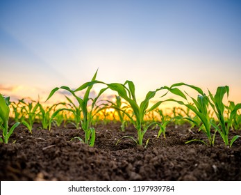 Green Corn Maize Plants On A Field. Agricultural Landscape