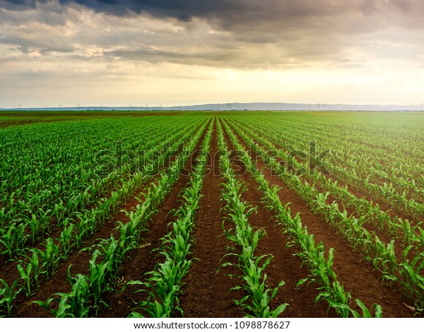 Green Corn Maize Plants On Field Stock Photo (Edit Now) 1098878627