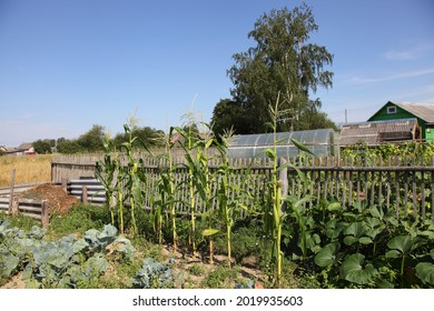 Green Corn On Rural Backyard At Sunny Summer Day On Old Wooden Fence, Birch Tree And Blue Sky Background, Fresh Home-made Vegetables, Healthy Food Farming Landscape