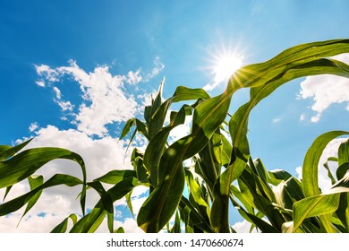 Green Corn Plant Growing High Up To The Sky. Low Angle View Of Cultivated Maize Plantation Against Warm Summer Sun.