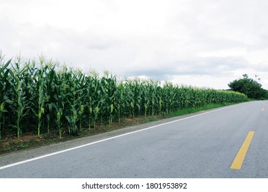 Green Corn Planting Field Beside The Road