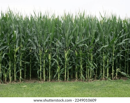green cornfield in downstate illinois
