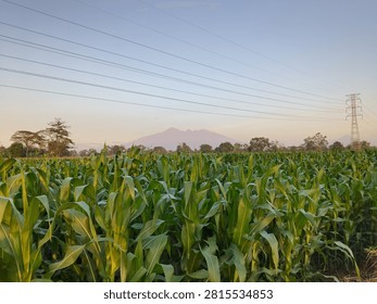 A green cornfield set against a backdrop of mountains and a clear sky could make for a refreshing sight or a mobile phone wallpaper