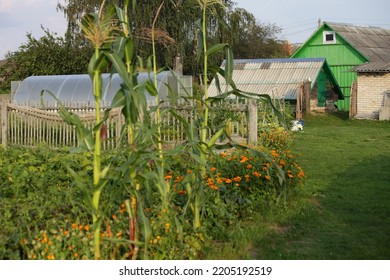 Green Corns On Rural Backyard At Sunny Summer Day On Garden Beds , Old Wooden Buildings And Birch Tree Background European Farming Rural Landscape