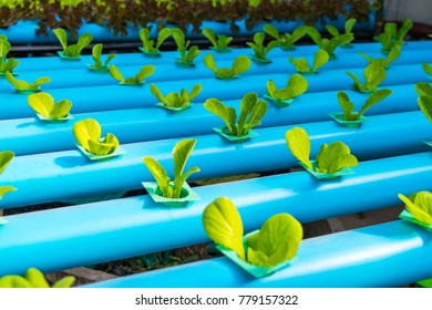 Green Cos Salad Lettuce. Hydroponic Farming.