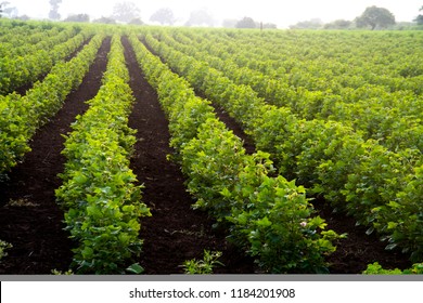 Green Cotton Field