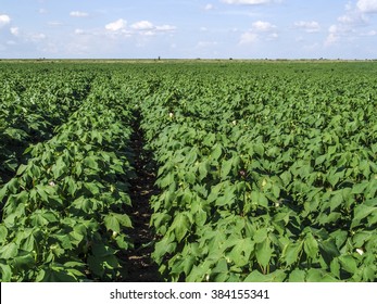 Green cotton field in Brazil with flowers