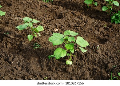  Green Cotton Field In India.