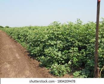 Green Cotton Field In India With Flowers, Small Cotton Plant Growing, Colorful Landscape Image Of Sunset Over Cotton Field With Beautiful Clouds In The Sky, Bolls In The Sun