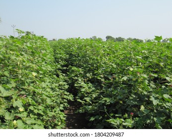 Green Cotton Field In India With Flowers, Small Cotton Plant Growing, Colorful Landscape Image Of Sunset Over Cotton Field With Beautiful Clouds In The Sky, Bolls In The Sun