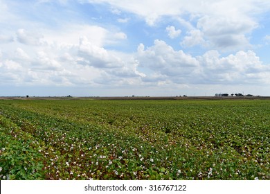 Green Cotton Field In Texas With Sky Background