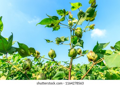 Green Cotton Plant In Farmland Field