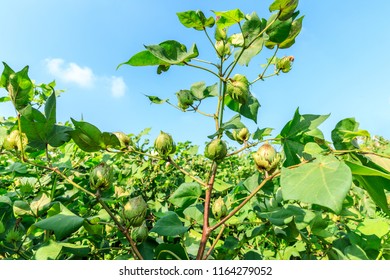 Green Cotton Plant In Farmland Field