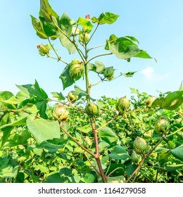 Green Cotton Plant In Farmland Field